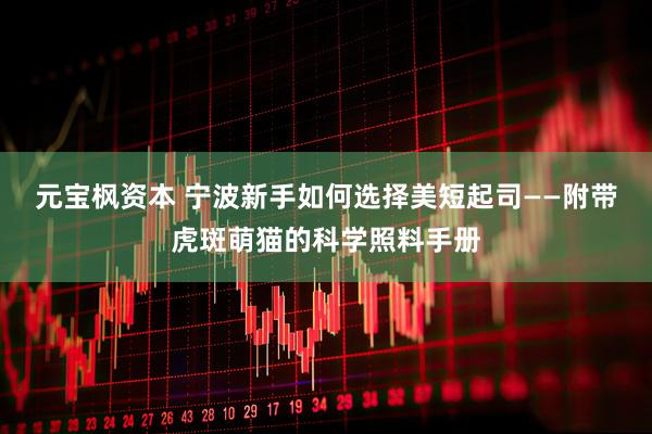 元宝枫资本 宁波新手如何选择美短起司——附带虎斑萌猫的科学照料手册